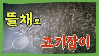 세상에 이런 일이? 뜰채만 있으면 무조건 잡아요!!fun fishing, shark food