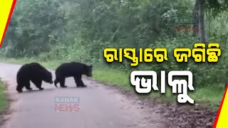 Bear Menace In Koraput's Borigumma Block: Students Fearful To Attend School