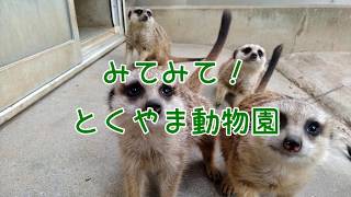 みてみて！とくやま動物園Episode15