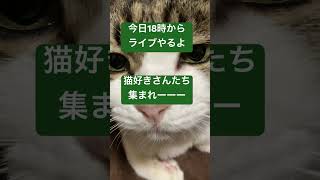 今日18時！きてちょーだいよ❤️🥺うちのネコにしてほしいこと、企画、気軽にコメントして行ってくれれば幸いですm(_ _)m　#猫 #ねこ #保護猫ねこ #子猫  #cat #catvideos