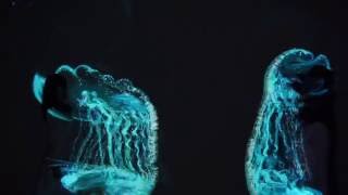 Interactive Dance Performance 2016
