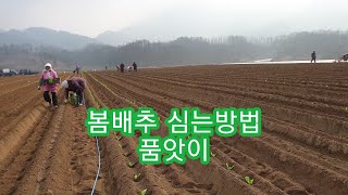 봄배추 심는방법