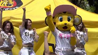 【六甲おろしがかわいい】タイガースのトラコダンス✨ 阪神甲子園球場