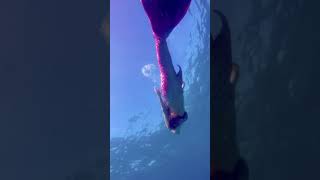 Mermaid found in the Florida Keys