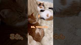 猫🐱【食欲より睡眠欲】まだ眠いみたいです🥱💤#shorts #cat #ねこ #猫のいる暮らし ＃眠い猫