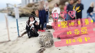 【美國 EP2】漂流木? 海豹  聖地牙哥 拉荷亞海灣 (La Jolla Cove)AMERICAN VLOG