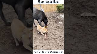 Cute Animals 🐶 Dogs and 😻 Cats - Awesome Funny Pet Animals Videos 😇 Episode 9 #shorts 8