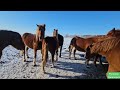 Табунное коневодсво Февраль Пешком по глубокому снегу сбор табуна для ячмённой подкормки.