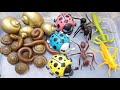 find golden snail, flat snail, beetle, grasshopper, big ant, millipede