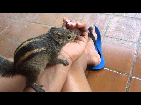HOW TO TRAIN YOUR SQUIRREL - PART 1 HOW TO TRAIN YOUR SQUIRREL - PART 1