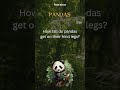 Panda Fact 4 - How tall do pandas get on their hind legs?