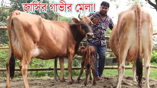 বাঘাবাড়ী এলাকার অর্জিনাল জার্সি গাভী ও হাইকোয়ালিটির সেভ জোনের জার্সি বকনার মেলা এখানে।Krishi TV