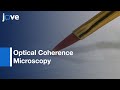 Drosophila Preparation and Longitudinal Imaging of Heart Function OCM l Protocol Preview