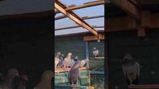 Breeder High Flying Pigeons