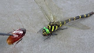 家に侵入してきたゴキブリをオニヤンマに退治してもらう