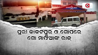 'Illegal Cattle Smuggling' In Puri's Kakatpur