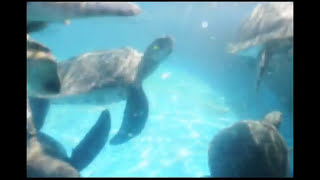 גרעין רביה - צב ים ירוק - Green Sea Turtles Breeding Stock