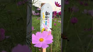 Cosmos Road in Iwami Town, Totori, Japan / 鳥取県岩美町