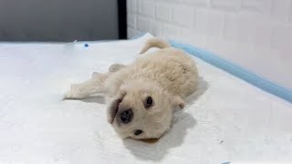 子犬の泣き声に心が痛み、獣医の所までずっと一緒に泣きました