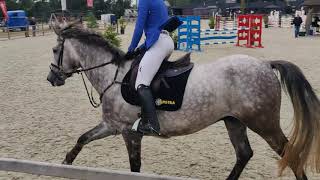 Luimstra's Jackpot (Zirocco Blue x Kashmir van Schuttershof) 1.10m