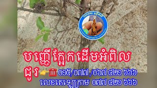 ជំនឿអរូបិយបារមីបញ្ញើក្អែកដើមអំពិលជូរ ៚៚3 March 2567 BE