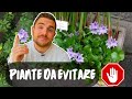 LE 10 PIANTE PROIBITE E INVASIVE NEI GIARDINI