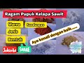 Jenis dan Ragam Pupuk Tunggal dan NPK untuk Kelapa Sawit