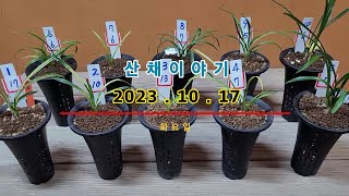 10/17(화요일) 송정, 서호반, 금계녹호, 금계녹호중투, 황산반, 서반, 자봉 등 10종 👍👍