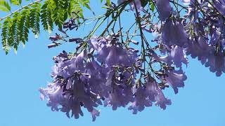 一心寺(大阪市天王寺区)　ジャカランダの花咲くお寺