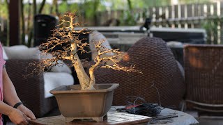 Wiring Wrightia Religiosa bonsai