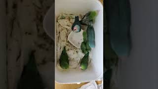 [香港明校太平洋鸚鵡樂園]太平洋鸚鵡新一代出現,等放學Pacific Parrotlet