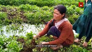 To cultivate or not to cultivate - Plight of Meghalaya farmers during lockdown