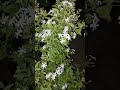 most fragrant flowers juhi jasminum auriculatum