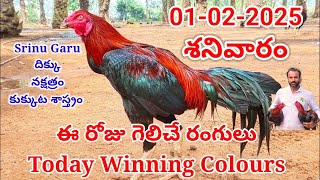 01 February 2025 Today Winning Colours#kukkutasastram  @SrinuGariFarms   @SrinuGaruSGF