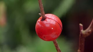 Cápsulas de enraizamiento para reproducir plantas por acodo aéreo - Bricomanía - @Jardinatis