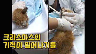 고통속에서 죽어 가던 길고양이 살리기 위해 놀라운 일이 벌어졌어요!