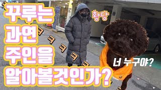 꾸루는 변장한 주인을 알아볼까???ㅋㅋㅋㅋ(핵인싸강아지)