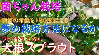 栽培の常識を１８０度変える菌ちゃん栽培を検証してみた！