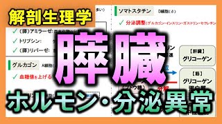 【解剖生理学（内分泌系④）】膵臓のホルモン：リメイクver.