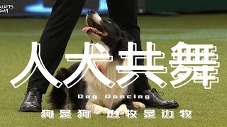 边牧聪明到可以跳舞？|克拉夫特人犬共舞片段