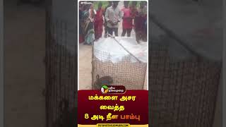 மக்களை அசர வைத்த 8 அடி நீள பாம்பு | #shorts | #thiruvallur | #python