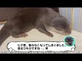 なでなでされるのが大好きなカワウソが可愛いan otter that likes to be stroked