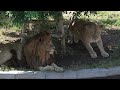 「ニイナ」と「モルト」と「トワ」ちゃん　🦁💗😸🐱多摩動物公園ライオン園ドキュメンタリー