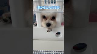 #マルペキ  【早く出て遊びたい】 #マルチーズ  #ペキニーズ  #mix犬  #shorts