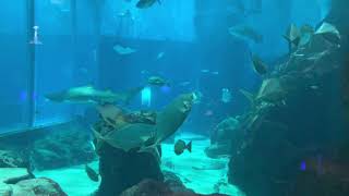 海の中道海浜公園 マリンワールド 大水槽 エレベーターからの景色 水族館 シロワニ エイ イワシ