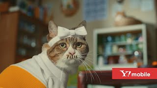 Y!mobile「バカボン一家、猫になる ひとりでもおトク」篇