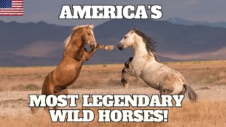 10 Unbelievable Wild Horse Herds in the USA You Need to See!