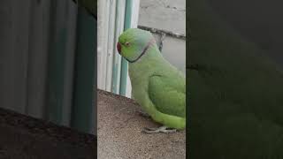 Talking Parrot Saying Toti Toti #shorts