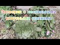 Кактусы 🌵🌵 алоэ молочаи суккуленты