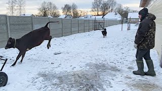 ВЫВЕЛИ КОРОВУ НА ЛЕД! ЧТО БЫЛО ДАЛЬШЕ? СТРОИМ СВИНАРНИК! НАША ФЕРМА! ЖИЗНЬ ПРОСТЫХ ЛЮДЕЙ В ДЕРЕВНЕ!